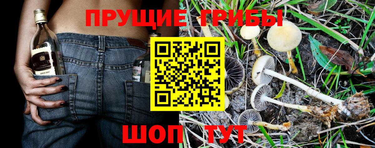 Галлюциногенные грибы Psilocybe Балтийск